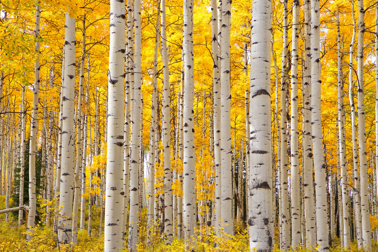 Aspen Trees, Quaking Leaves