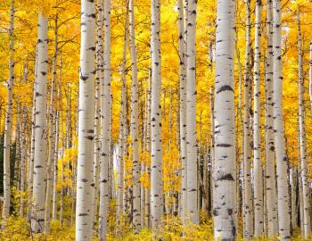 Aspen Trees, Quaking Leaves
