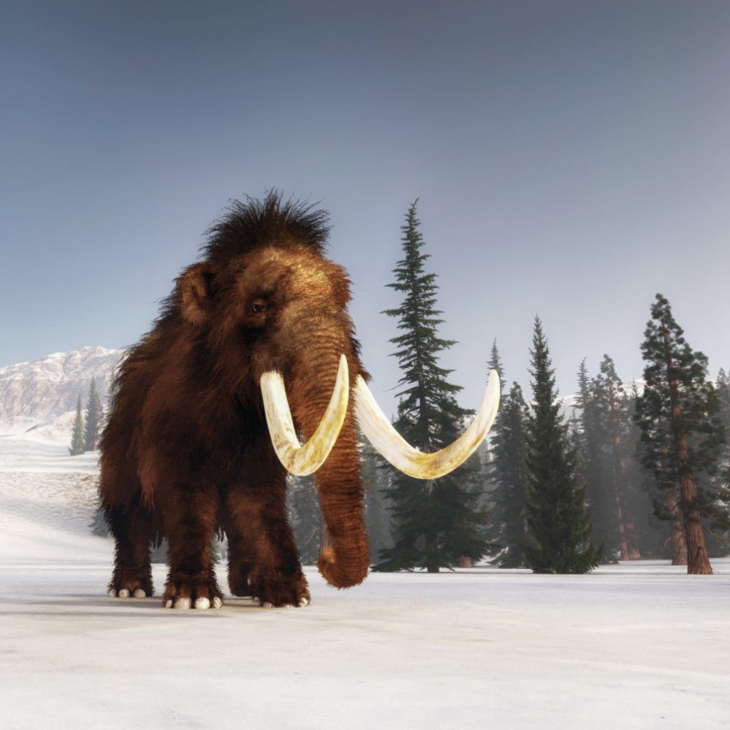 Snowmass Ice Age Discovery